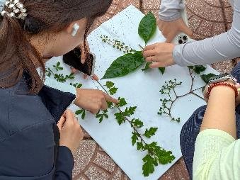 实习成果通过第十三届药用植物标本制作